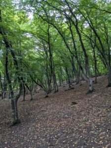Hoia Baciu Forest