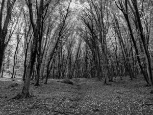 Hoia Baciu Forest